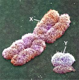 y-chromosome